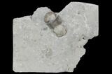 Bargain, Bumastus Ioxus Trilobite - New York #120102-1